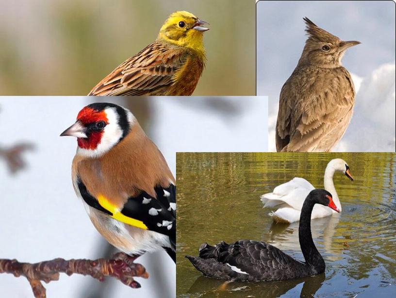 Методическая разработка урока  биологии на тему "Многообразие птиц" 7 класс