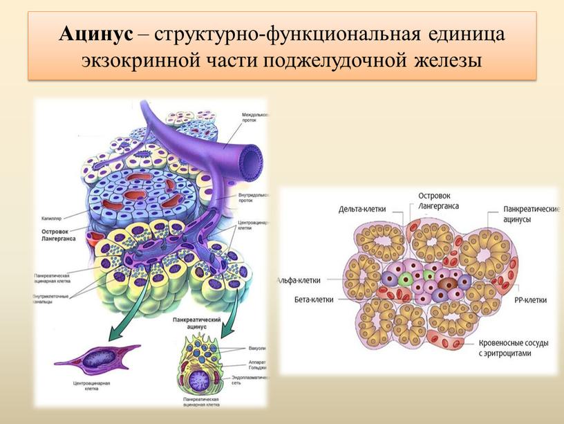Ацинус – структурно-функциональная единица экзокринной части поджелудочной железы