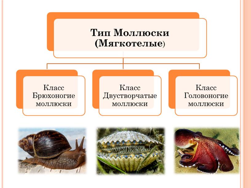 Презентация "Тип Моллюски", зоология 7 класс. Содержит информацию по нескольким урокам.