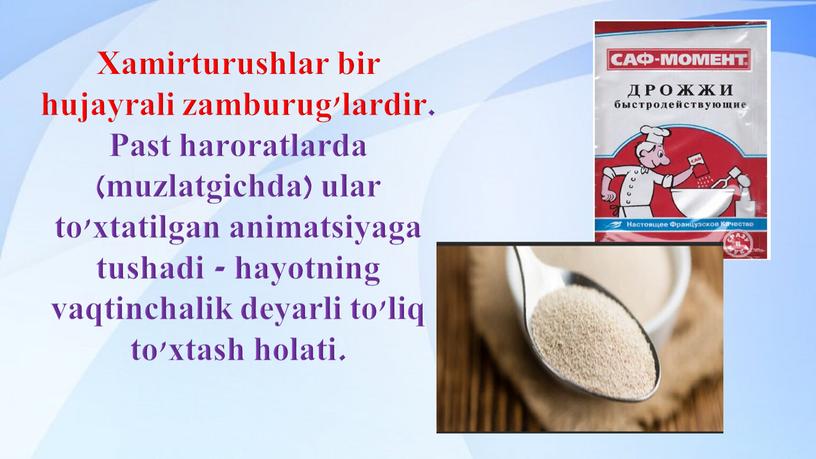 Xamirturushlar bir hujayrali zamburug'lardir