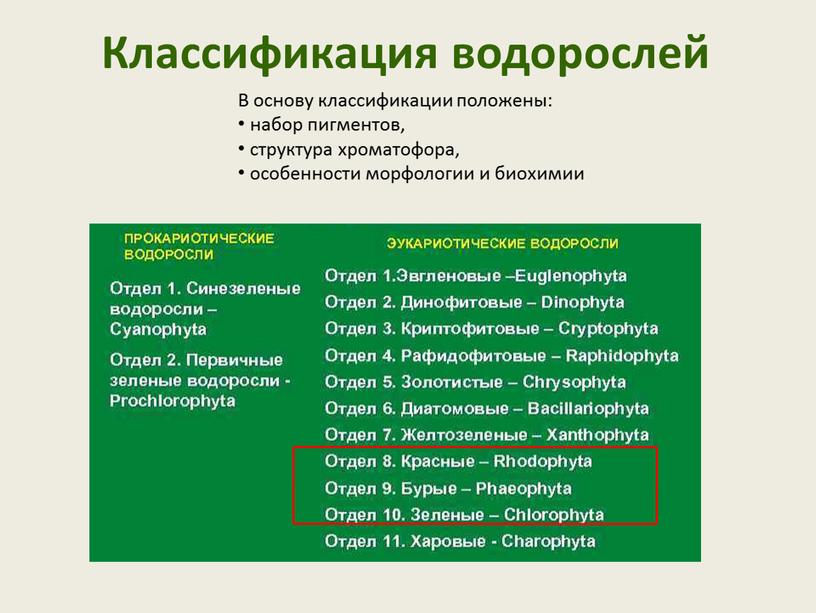 Классификация водорослей В основу классификации положены: набор пигментов, структура хроматофора, особенности морфологии и биохимии