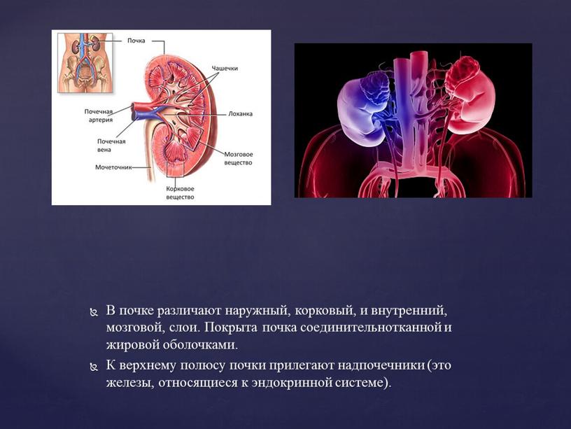 В почке различают наружный, корковый, и внутренний, мозговой, слои