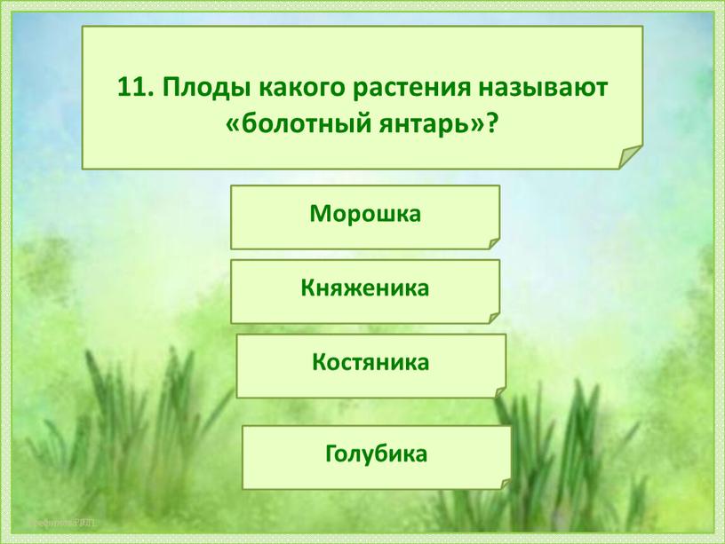 Плоды какого растения называют «болотный янтарь»?