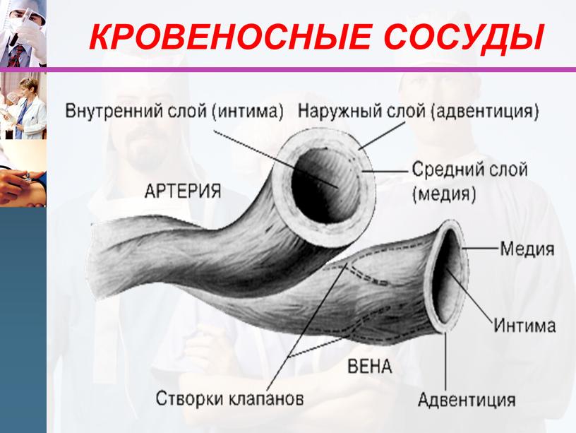 КРОВЕНОСНЫЕ СОСУДЫ