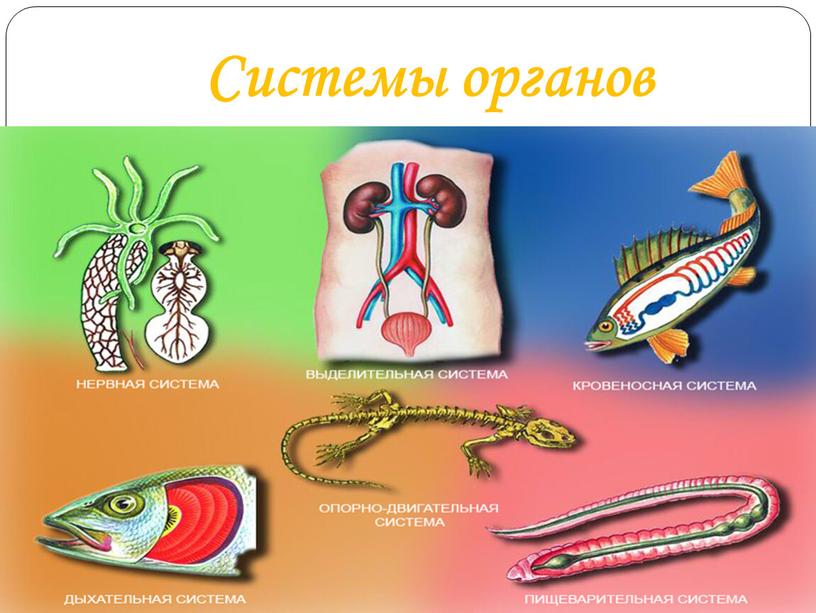 Системы органов