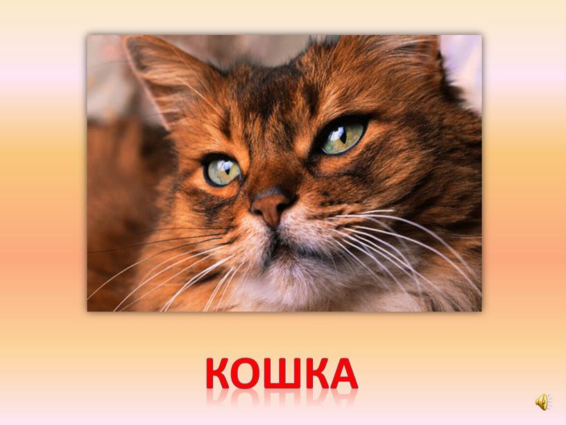 кошка