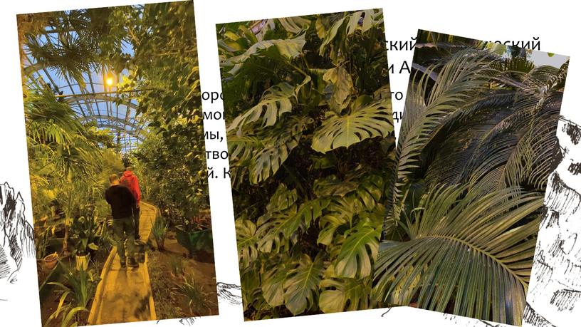 Одним из чудес города Кировска считают, то место, где можно увидеть мощные, непривычные и удивительно красивые пальмы, фикусы, агавы, кактусы, молочаи, цикасы и множество других…