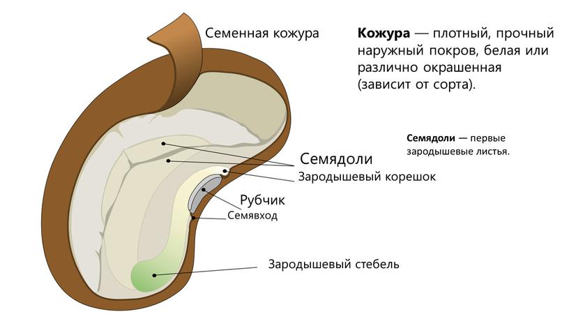 Рубчик Семявход Семенная кожура