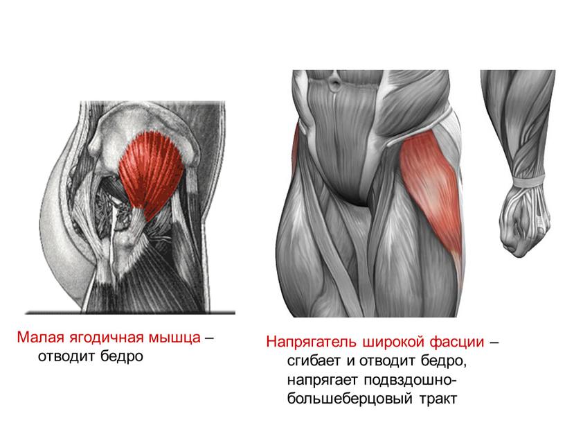 Малая ягодичная мышца – отводит бедро