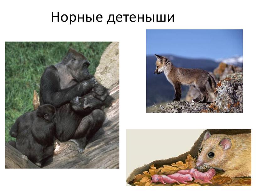 Норные детеныши