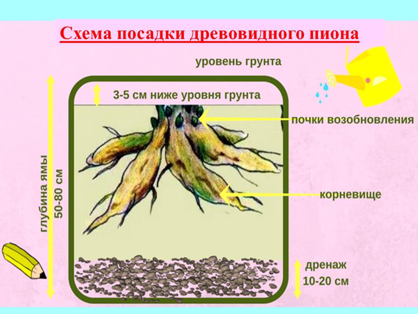 Схема посадки древовидного пиона