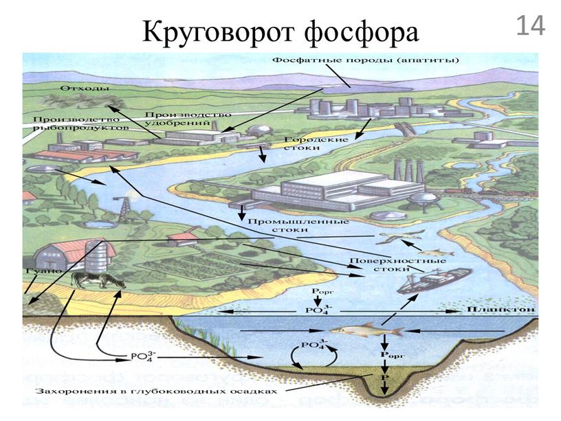 Круговорот фосфора 14