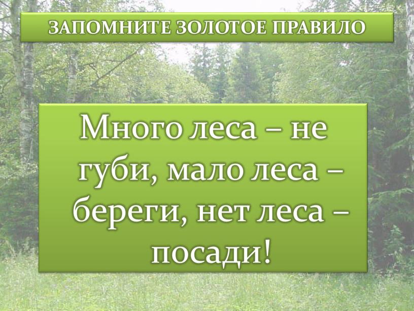 ЗАПОМНИТЕ ЗОЛОТОЕ ПРАВИЛО Много леса – не губи, мало леса – береги, нет леса – посади!