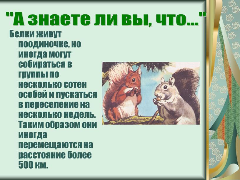 Белки живут поодиночке, но иногда могут собираться в группы по несколько сотен особей и пускаться в переселение на несколько недель