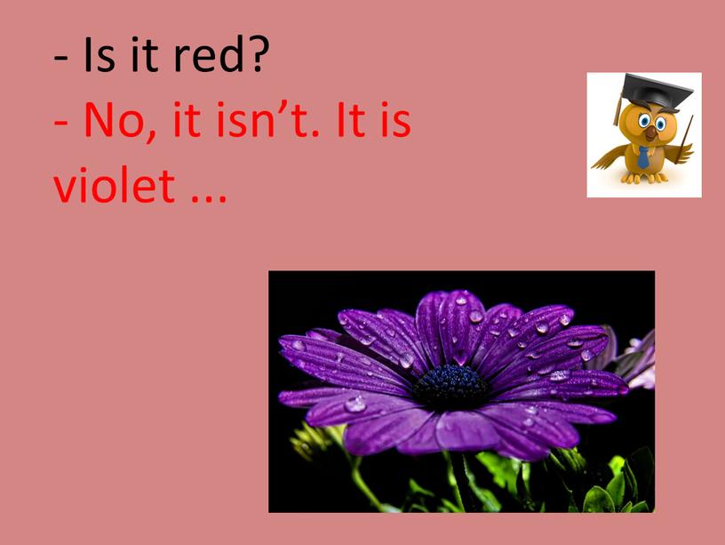 Is it red? - No, it isn’t. It is violet