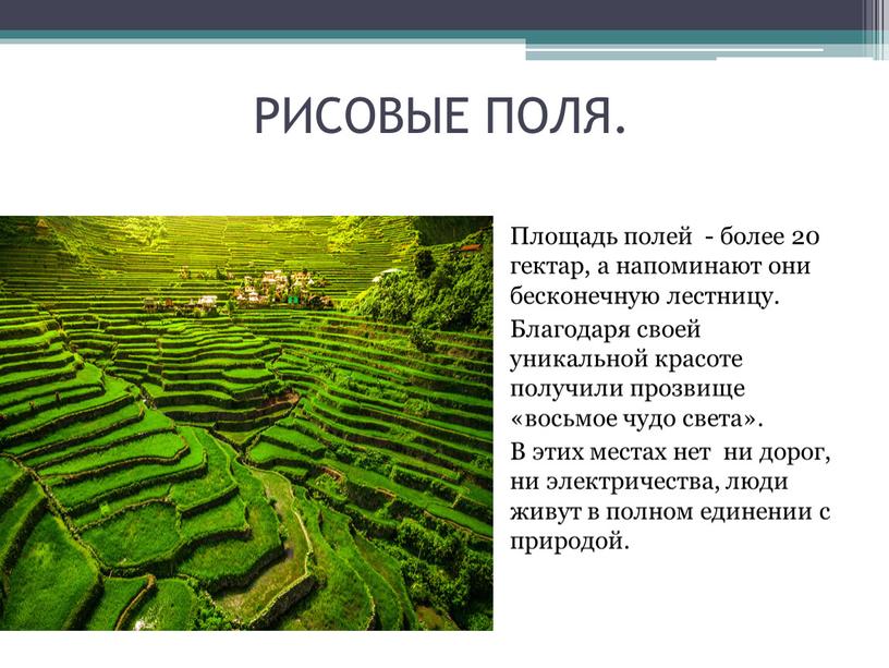 РИСОВЫЕ ПОЛЯ. Площадь полей - более 20 гектар, а напоминают они бесконечную лестницу