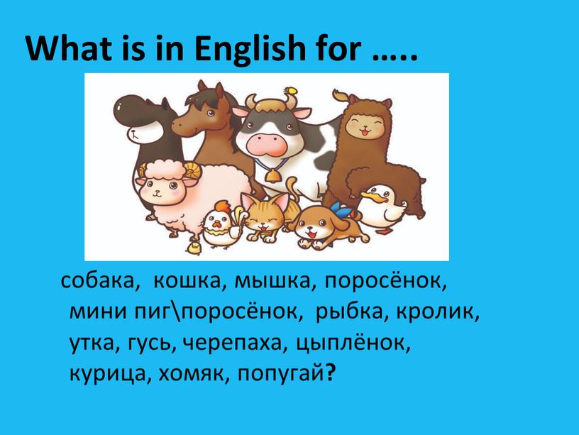 What is in English for ….. собака, кошка, мышка, поросёнок, мини пиг\поросёнок, рыбка, кролик, утка, гусь, черепаха, цыплёнок, курица, хомяк, попугай ?