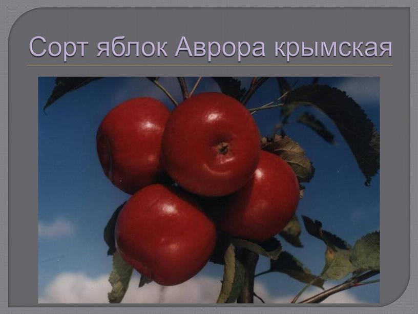 Сорт яблок Аврора крымская