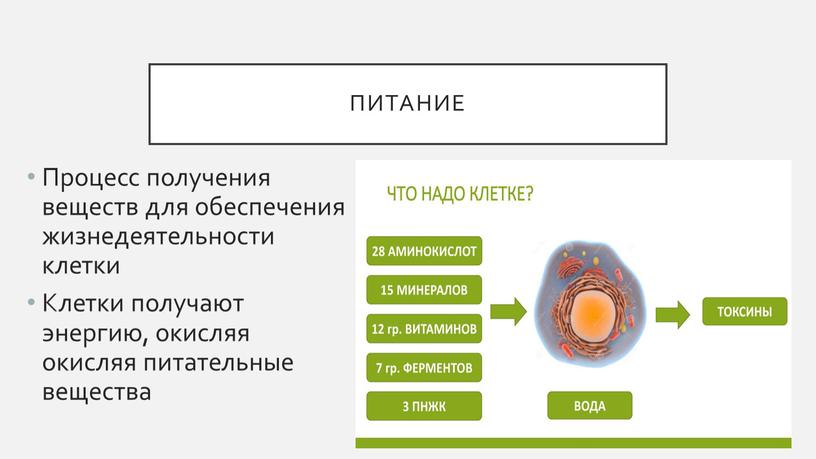 Питание Процесс получения веществ для обеспечения жизнедеятельности клетки