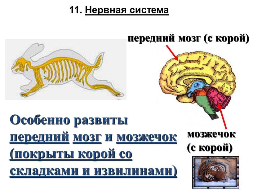 Нервная система Особенно развиты передний мозг и мозжечок (покрыты корой со складками и извилинами) мозжечок (с корой) передний мозг (с корой)