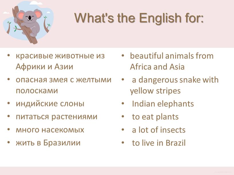 What's the English for: красивые животные из