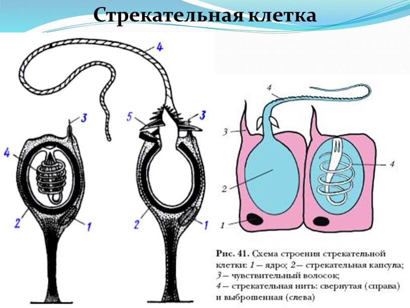 Стрекательная клетка