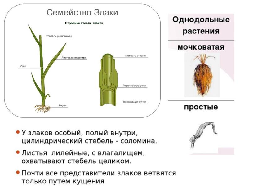 Сравнительная анатомия однолетних растении