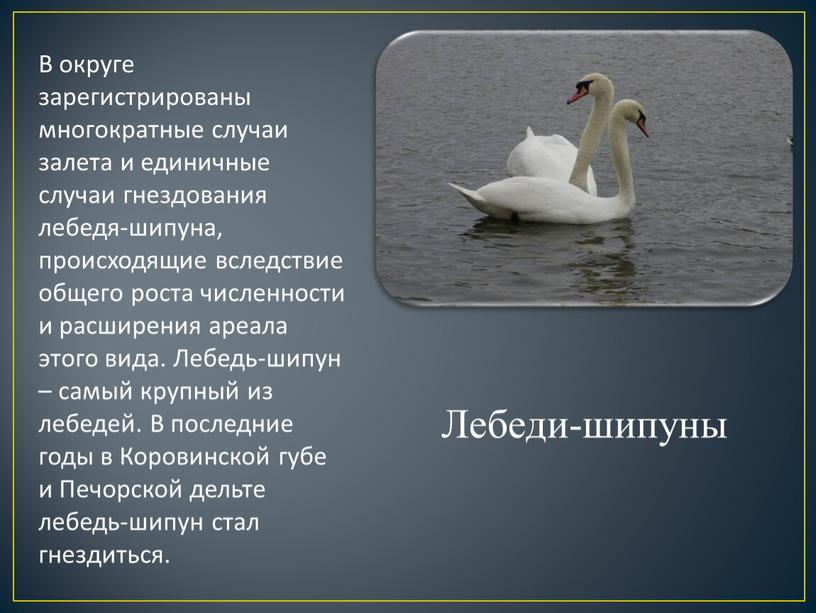 Лебеди-шипуны В округе зарегистрированы многократные случаи залета и единичные случаи гнез­дования лебедя-шипуна, происходящие вследствие общего роста численности и расшире­ния ареала этого вида