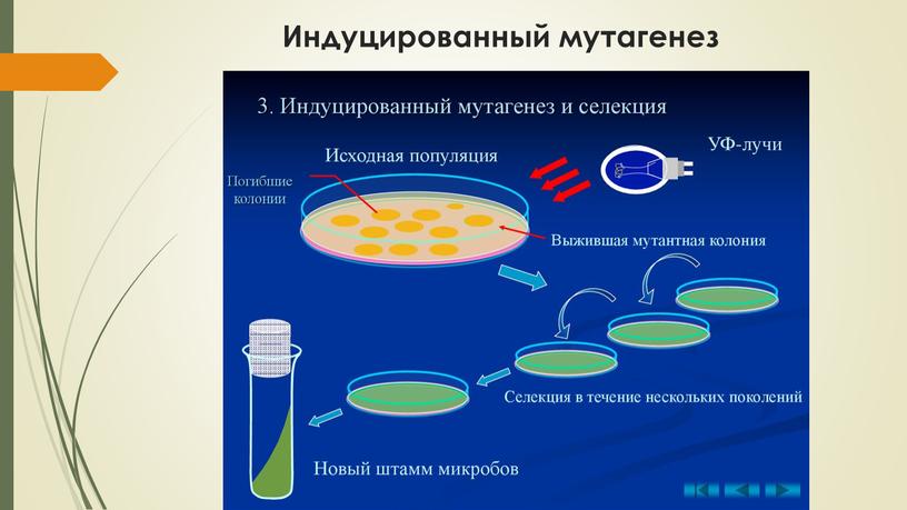 Индуцированный мутагенез