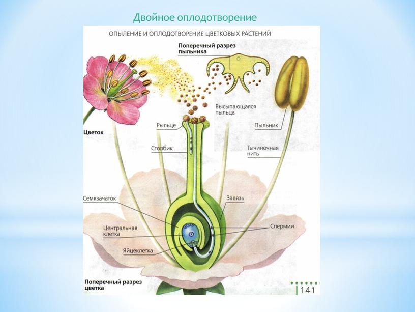 Двойное оплодотворение