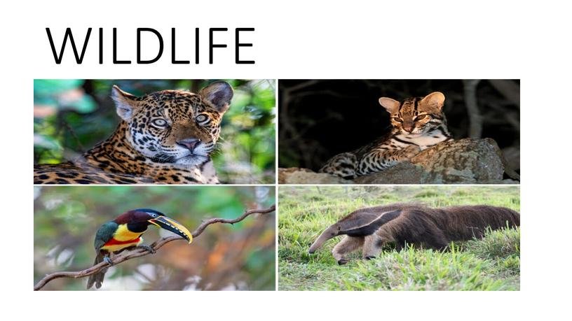 WILDLIFE