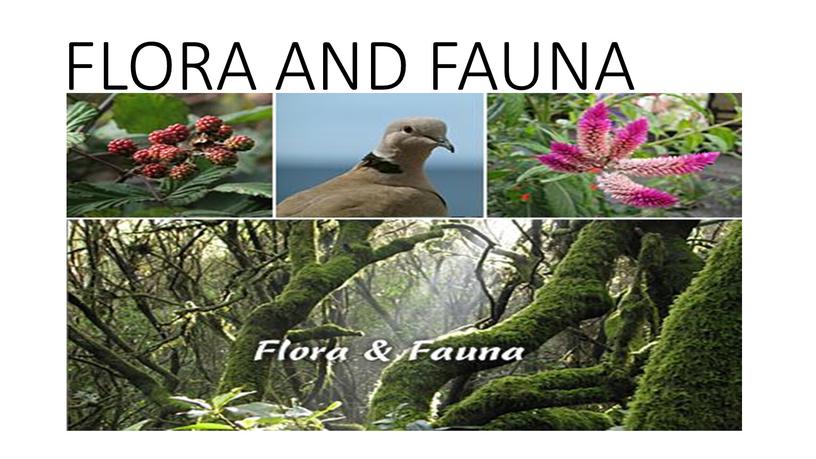 FLORA AND FAUNA