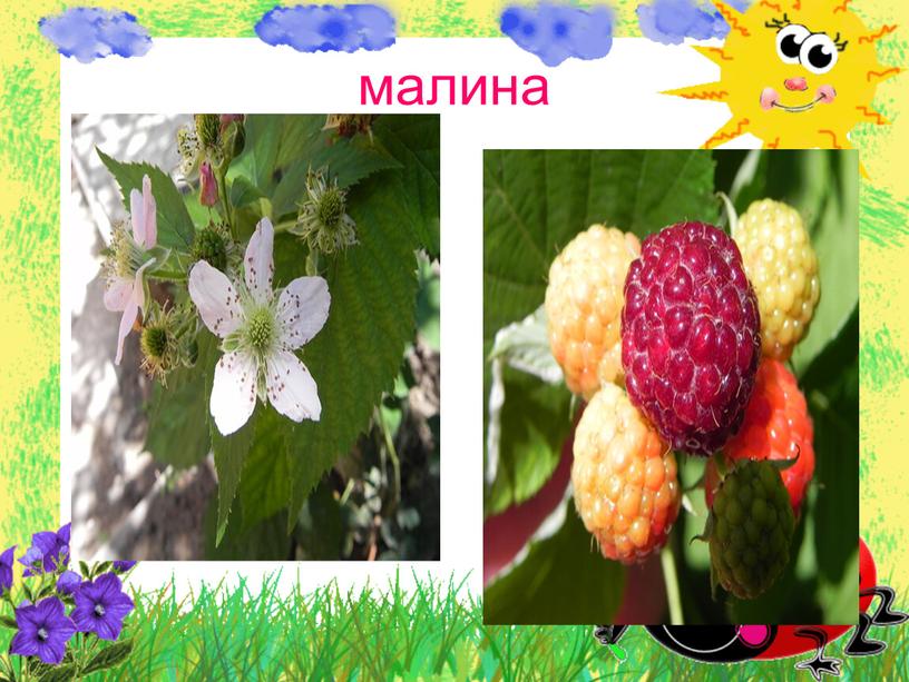 малина