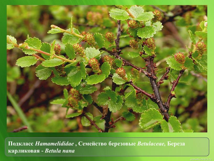 Подкласс Hamamelididae , Семейство березовые