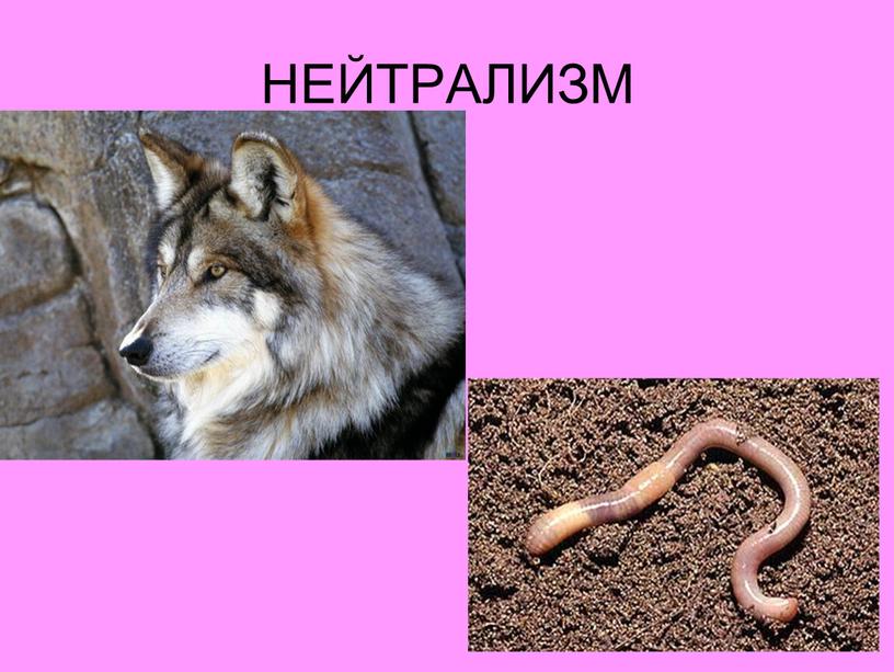 НЕЙТРАЛИЗМ