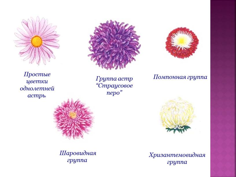 Группа астр “Страусовое перо” Простые цветки однолетней астры