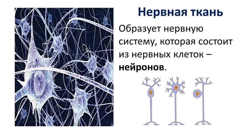 Нервная ткань Образует нервную систему, которая состоит из нервных клеток – нейронов