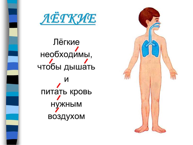 Лёгкие необходимы, чтобы дышать и питать кровь нужным воздухом