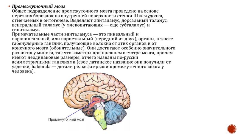 Промежуточный мозг Общее подразделение промежуточного мозга проведено на основе нерезких бороздок на внутренней поверхности стенки