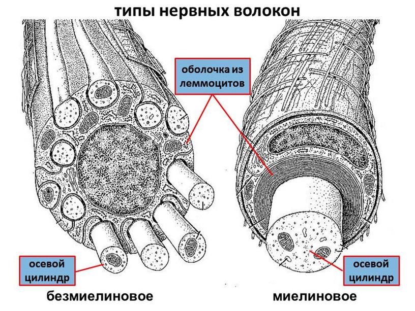 Нервная система