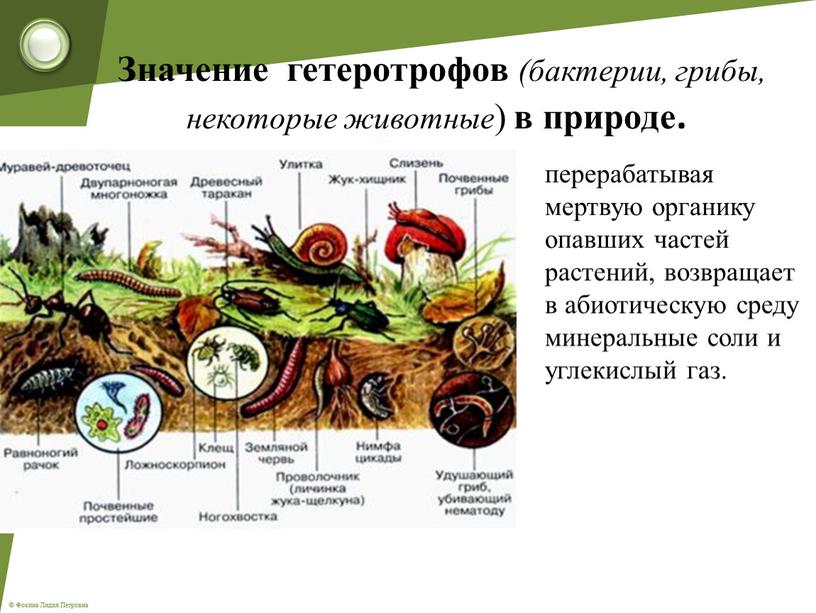 Значение гетеротрофов (бактерии, грибы, некоторые животные ) в природе