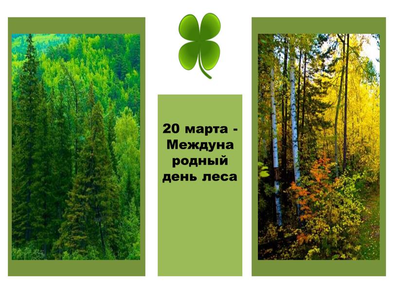 20 марта - Международный день леса