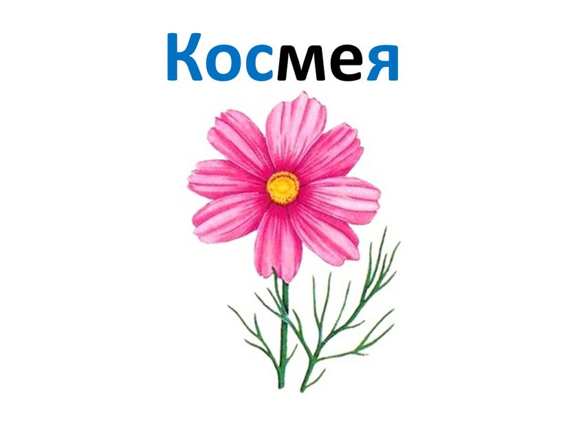 Космея