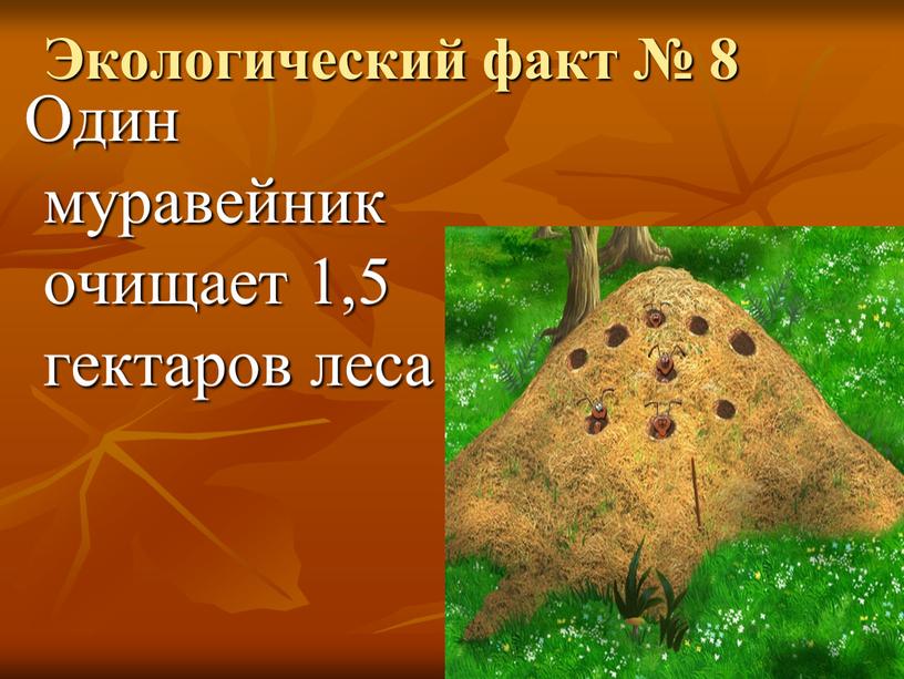 Экологический факт № 8 Один муравейник очищает 1,5 гектаров леса