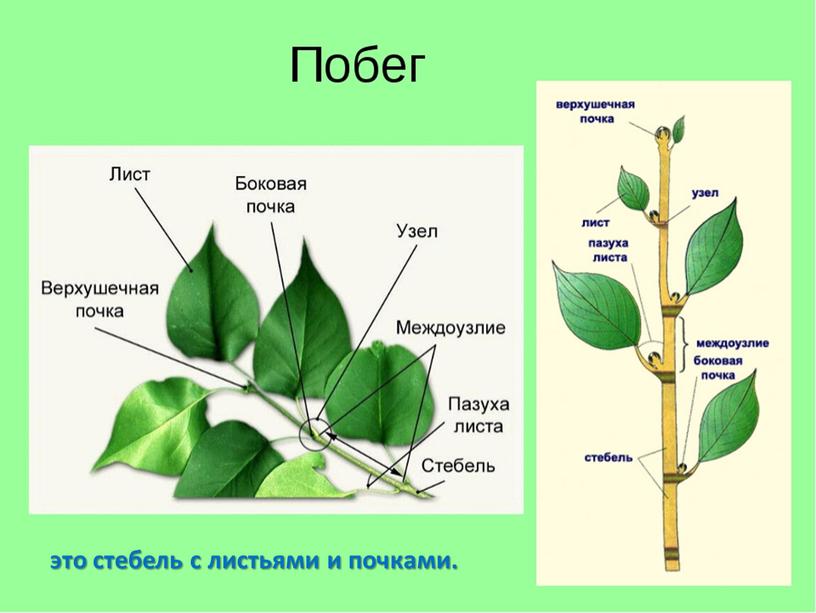 это стебель с листьями и почками.