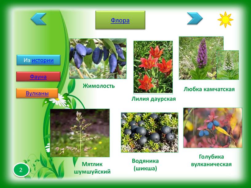 Из истории Флора Фауна Вулканы