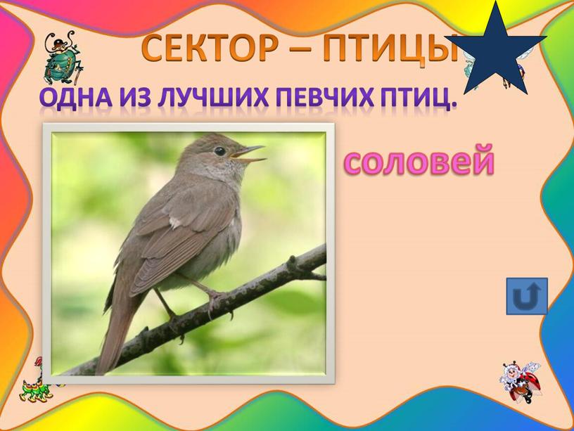 СЕКТОР – ПТИЦЫ Одна из лучших певчих птиц