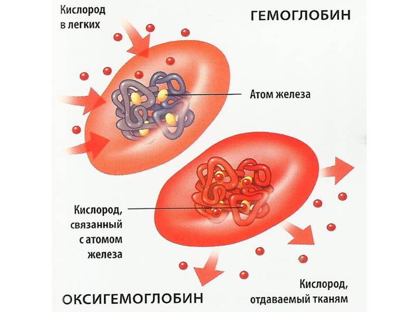 Презентация "Кровь и остальные компоненты внутренней среды организма"