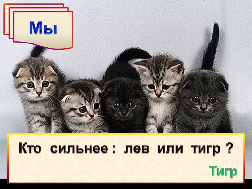 Мы Кто сильнее : лев или тигр ?