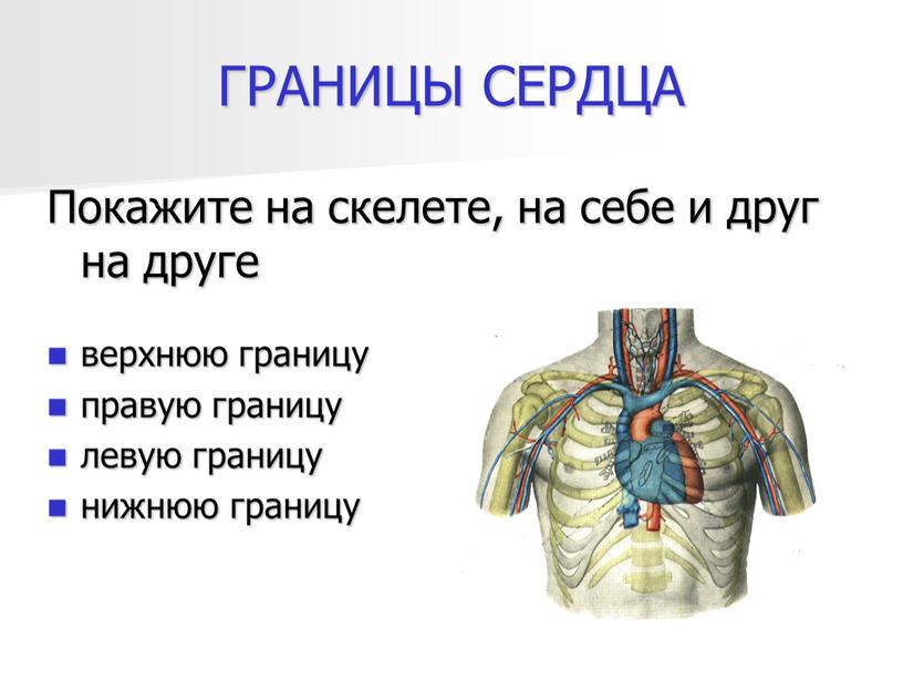 ГРАНИЦЫ СЕРДЦА Покажите на скелете, на себе и друг на друге верхнюю границу правую границу левую границу нижнюю границу